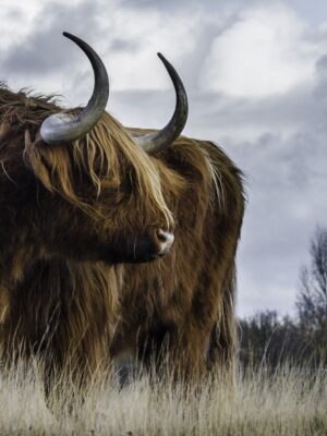 cow-cattle-animal-bull-162258[1]
